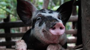 На Донеччині відновлюється свинарство та птахівництво