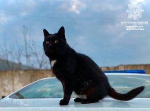 Обережно: біля вашої автівки може грітися котик, – Патрульна поліція Краматорська та Слов’янська