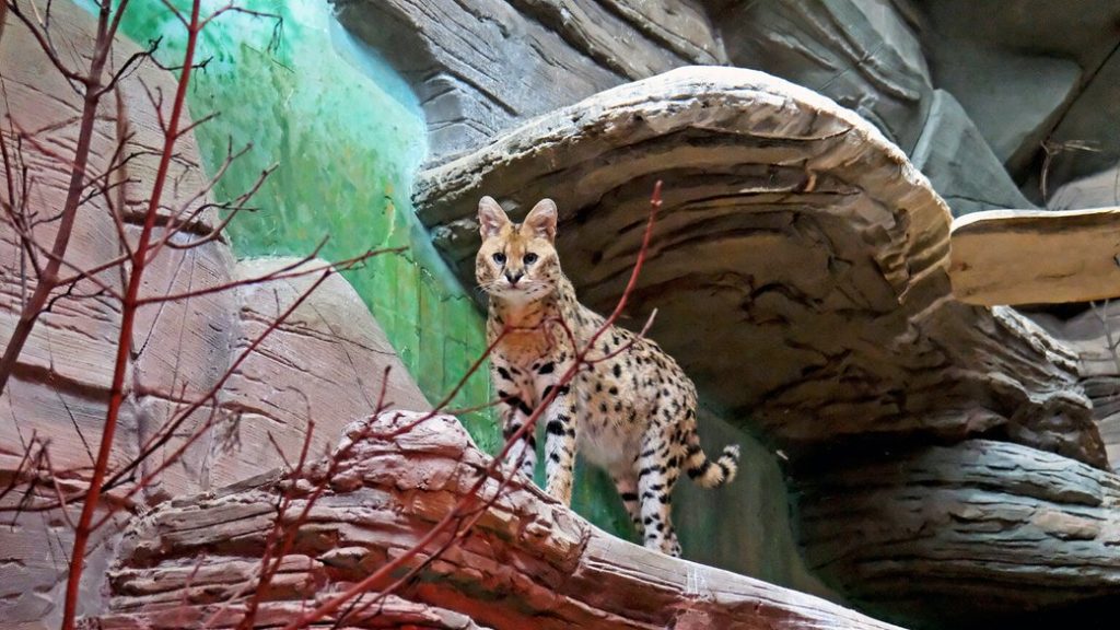 У Київському зоопарку облаштували домівку сервалам, яких врятували із зони бойових дій