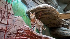 У Київському зоопарку облаштували домівку сервалам, яких врятували із зони бойових дій