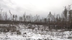 “Окупанти жили, нори-укриття копали”. Які втрати понесло лісництво Святогірської громади