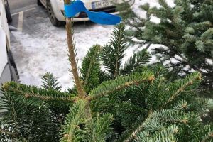 Купувати ялинку треба легально