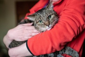 Кабмін готує масштабне нововведення для власників домашніх тварин