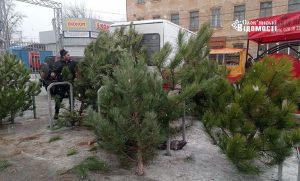 Ялинки у Слов’янську: які ціни на ринку та на що потрібно звернути увагу (фото)