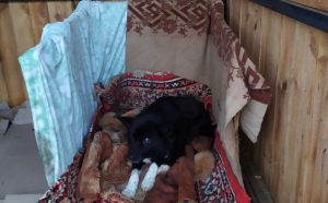 Притулок для тварин «Дай шанс» у Слов’янську потребує підтримки!