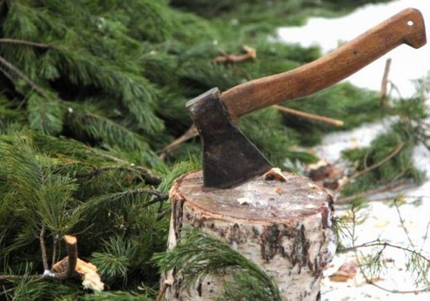 Житель Лиманської ОТГ завдав шкоди на 73 тисячі гривень незаконною вирубкою сосни в Національному природному парку «Святі гори»