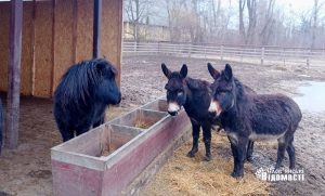 У Шовковичному парку завершилося будівництво зимових вольєрів для контактного зоопарку