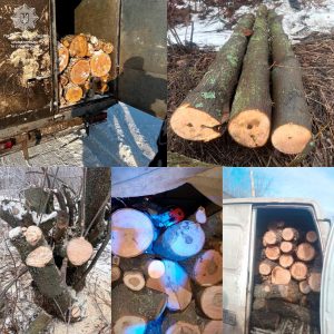 Патрульні продовжують виявляти, ймовірно, незаконні вирубки зелених насаджень у Краматорську та Слов’янську