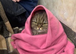 За яких умов можна брати домашніх тварин до укриття