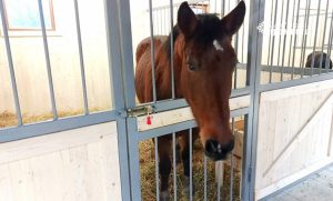 У Слов’янській МВА розповіли, чому створили зоопарк та скільки коштів потрібно на його утримання
