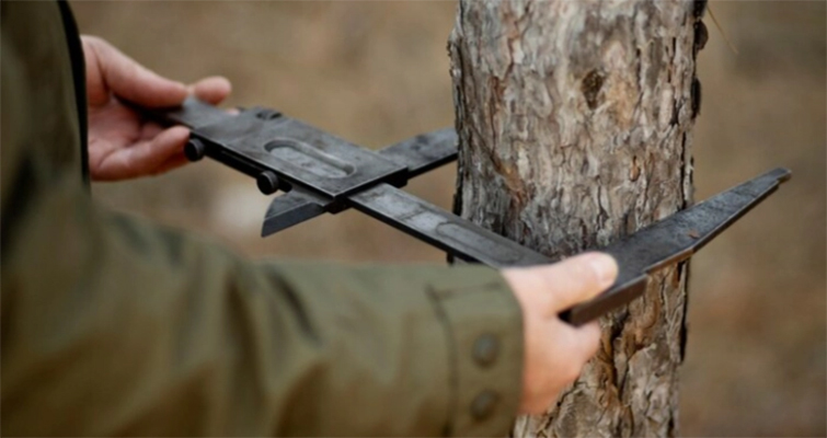 Встановлення ділянок лісу для рубки тепер буде публічним