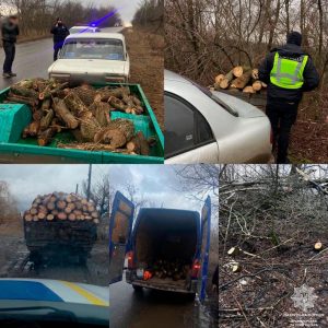 Незаконні вирубки зелених насаджень у Краматорську та Слов’янську