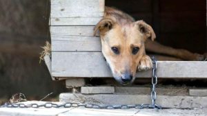 Екологи закликають не кидати своїх домашніх улюбленців напризволяще!!!!!