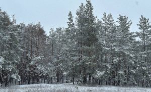 Краса засніженого лісу (Щурове) у фотографіях