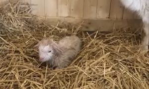 У контактному зоопарку Слов’янська з’явилося перше поповнення