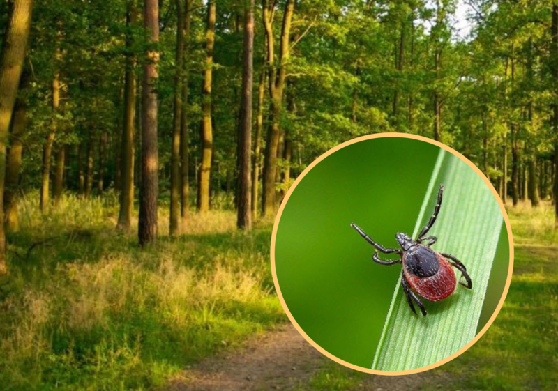 Кліщі та гризуни: яка ситуація у Слов’янську і що треба знати про небезпечні інфекції