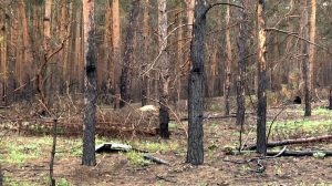 Жителі Донеччини та Луганщини можуть долучитись до збору свідчень про екоцид: яку інформацію збирають та як це зробити