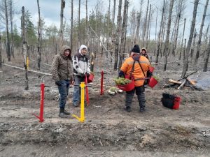 Відновлення лісів: у Лиманському лісгоспі розпочалася весняна лісокультурна кампанія