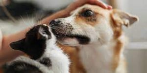 UAnimals допоможе кормами для тварин Донеччини та Харківщини : посилання на заявку