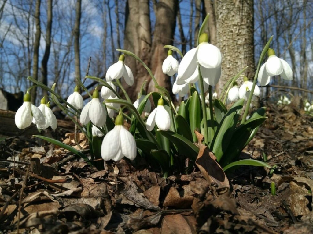 До десяти градусів тепла та без опадів: погода у Донецькій області 4 березня