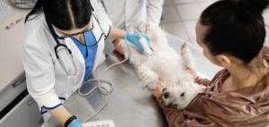 До Слов’янська завітає команда ветеринарних лікарів з Києва