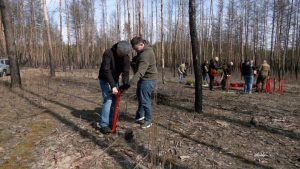 У національному парку “Святі гори” на Донеччині висадили 10 тисяч дерев