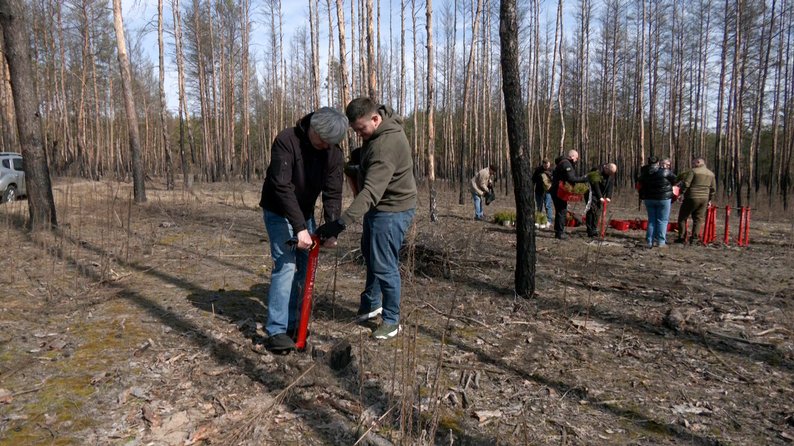 У національному парку “Святі гори” на Донеччині висадили 10 тисяч дерев