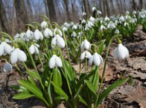 Погода у Донецькій області 8 березня: прогноз синоптиків