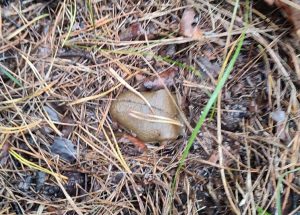 В Краматорському районі чоловік вигулював собаку та підірвався на міні