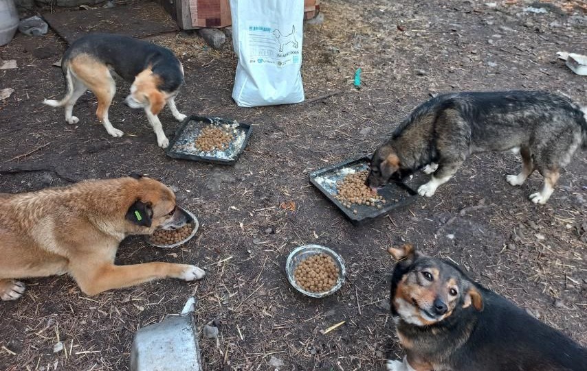 Турбота про безпритульних тварин: у Святогірську громаду передали 500 кг корма!