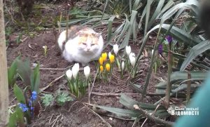 Весна починає дарувати свої перші квіти Слов’янську