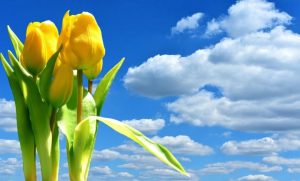 Патріотичні привітання з 8 березня: найкраща добірка у віршах, прозі та картинках