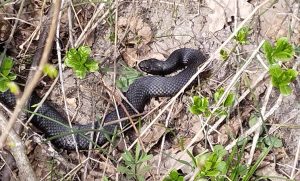 Гадюки прокинулися: попередження для відвідувачів парку “Святі Гори” у Святогірську