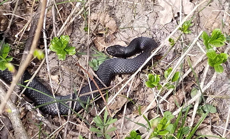 Гадюки прокинулися: попередження для відвідувачів парку “Святі Гори” у Святогірську