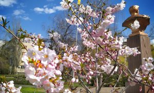 У Слов’янську розквітла сакура. Фото