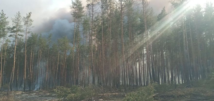 У Святогірському лісі сталося пожежа на території забрудненій вибухонебезпечними предметами