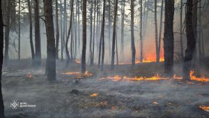 У Краматорському районі горів хвойний ліс