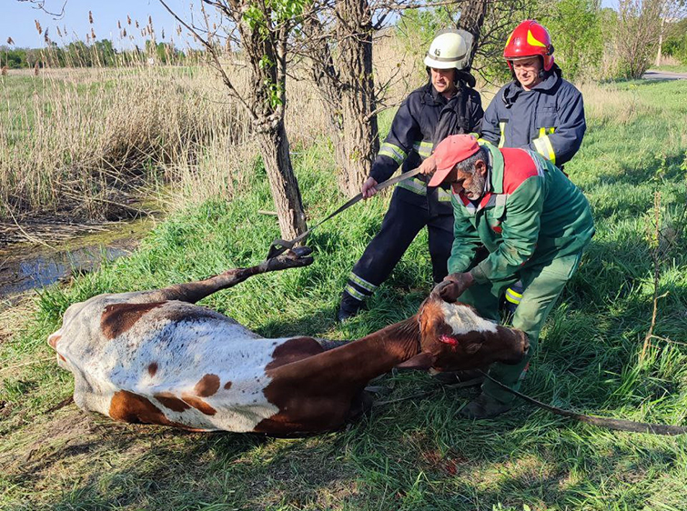 Дружківка: рятувальники витягли корову з болотистої ділянки місцевості