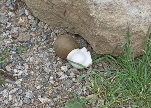 У Краматорську знайшли гранату на узбыччі дороги