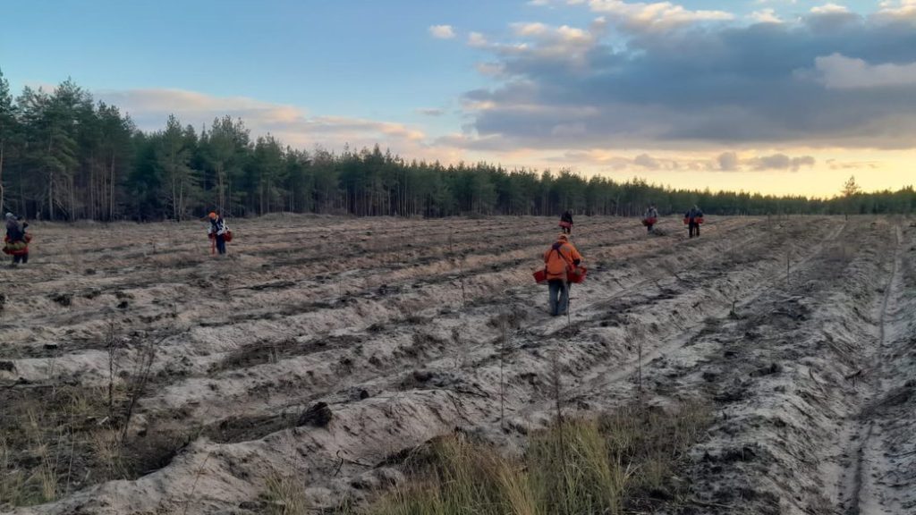 Розмінування та відновлення лісу: ситуація в Лиманському та Слов’янському лісгоспах на Донеччині