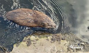 У парку Шовковичний оселилась нутрія на ім’я Машенька (фото, відео)