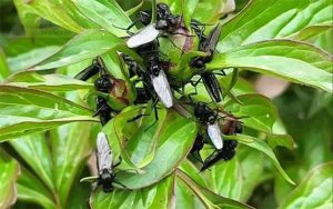 У Краматорську та районі помічено нашестя хижих комах