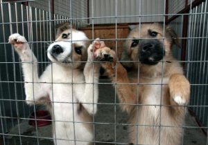 У Слов’янську проходить акція на підтримку тварин, що живуть у притулку «Дай шанс»: як долучитись