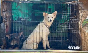 Безпритульні тварини під час війни: як вирішують проблему у Святогірській громаді