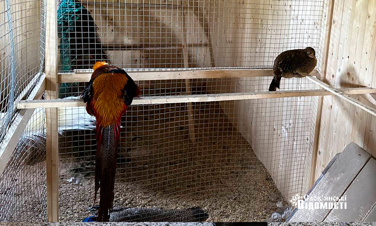 photo 5253795646954133956 y