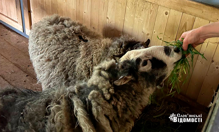 photo 5253795646954133972 y 1