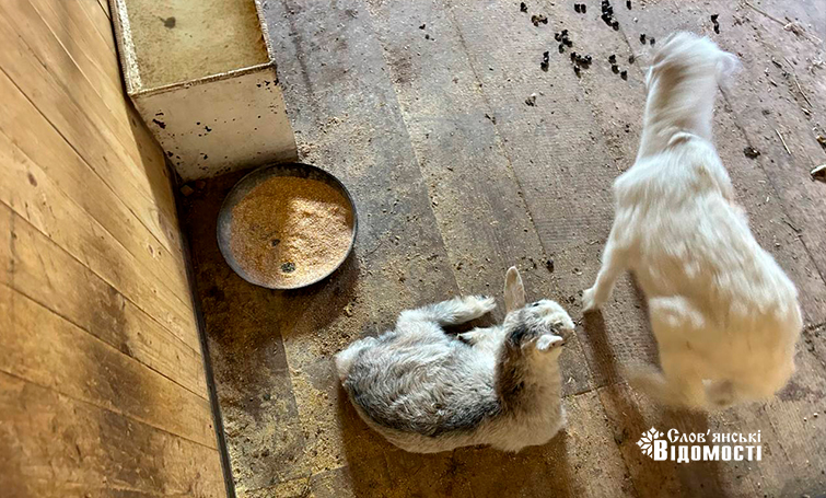 photo 5253795646954133974 y