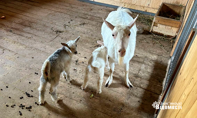 photo 5253795646954133978 y