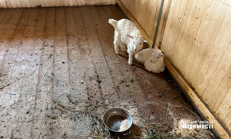 photo 5253795646954133980 y