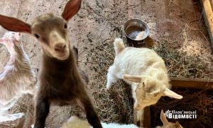 Кілька атмосферних фото, після яких у вас зміниться ставлення до кіз та козлів